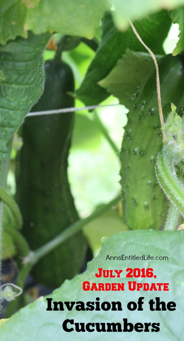 Invasion of the Cucumbers. It is time for a mid-summer gardening update!