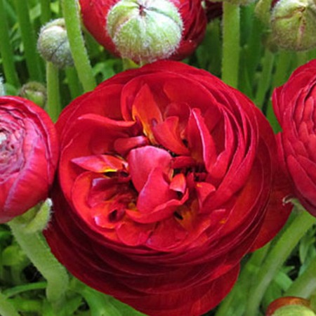 Persian Buttercups