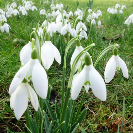 Snowdrops