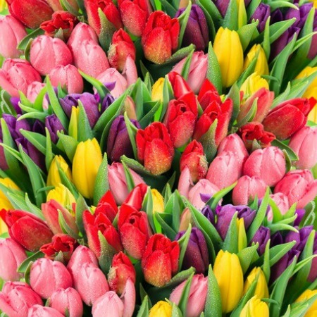 Tulips