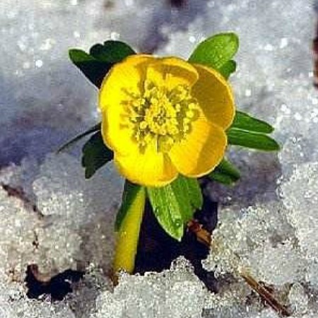 Winter Aconite