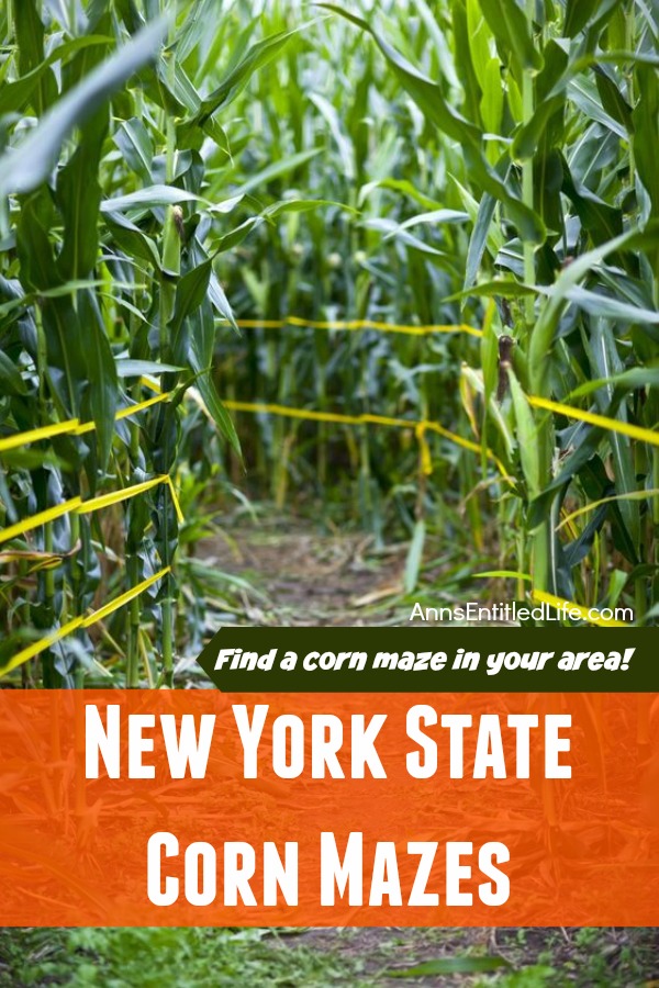 2017 New York State Corn Mazes. Have some great outdoor family fun this fall at a New York State corn maze!! Whether you are looking to spend the day in a corn maze, for a fright night scream or corn mazes by moonlight there is something for everyone on this list of 2017 New York State Corn Mazes!