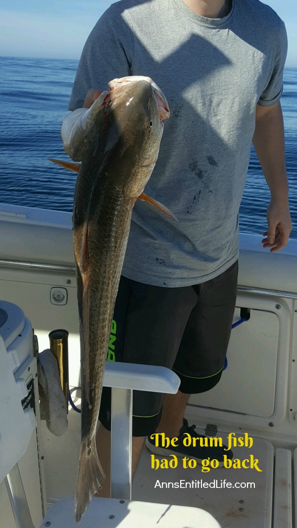 Offshore Ocean Fishing - From Ocean to Table. A day of Atlantic Ocean offshore fishing on a charter boat in the St Augustine, Florida, Jacksonville, Florida area. The catch goes from ocean, to our dining room table!