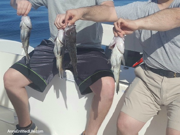 Offshore Ocean Fishing - From Ocean to Table. A day of Atlantic Ocean offshore fishing on a charter boat in the St Augustine, Florida, Jacksonville, Florida area. The catch goes from ocean, to our dining room table!