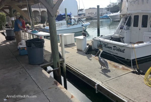 Offshore Ocean Fishing - From Ocean to Table. A day of Atlantic Ocean offshore fishing on a charter boat in the St Augustine, Florida, Jacksonville, Florida area. The catch goes from ocean, to our dining room table!