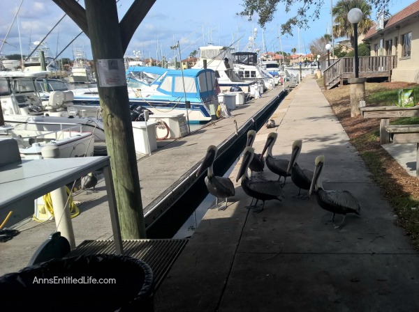 Offshore Ocean Fishing - From Ocean to Table. A day of Atlantic Ocean offshore fishing on a charter boat in the St Augustine, Florida, Jacksonville, Florida area. The catch goes from ocean, to our dining room table!