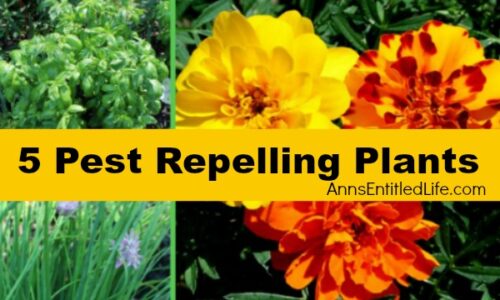 5 Pest Repelling Plants