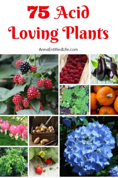 75 Acid Loving Plants