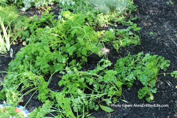 parsley growing in the ground