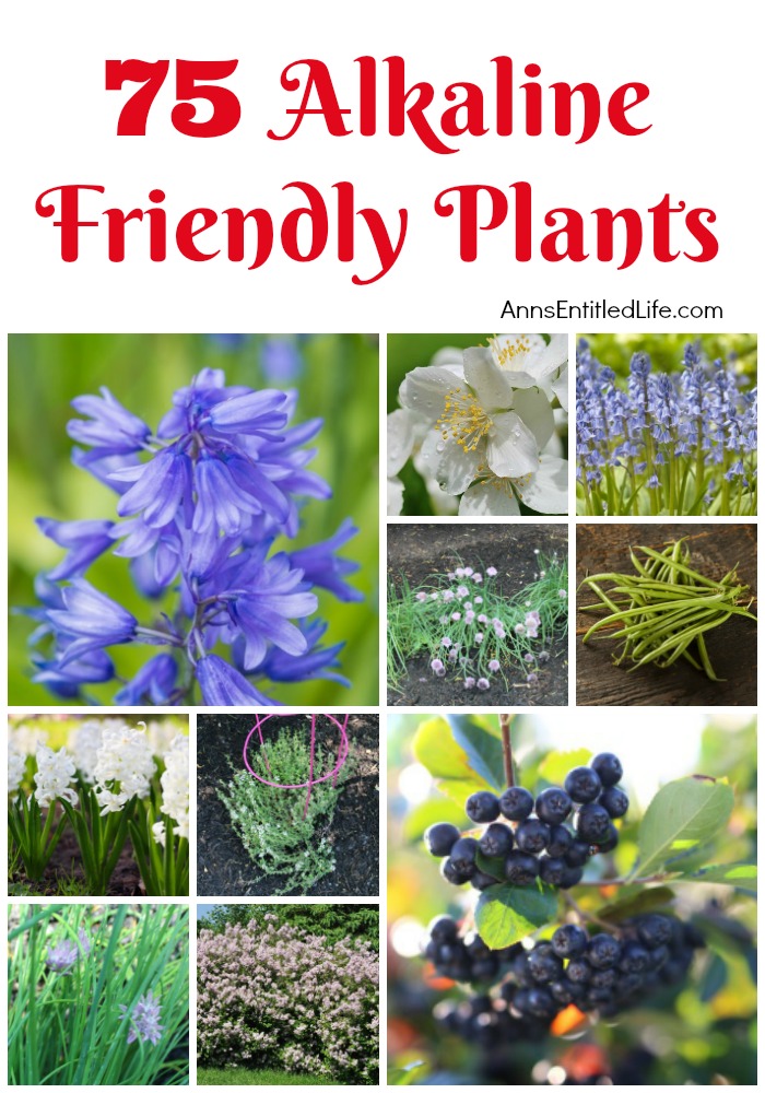 75 Alkaline Friendly Plants. If you have alkaline soil, you need plants that flourish within an alkaline soil environment. Flowers, vegetables, shrubs, and trees all have specific soil needs; these 75 Alkaline Friendly Plants are great choices for your gardening and landscaping needs.