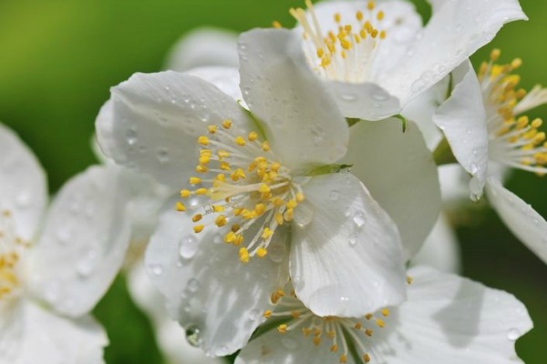 75 Alkaline Friendly Plants. If you have alkaline soil, you need plants that flourish within an alkaline soil environment. Flowers, vegetables, shrubs, and trees all have specific soil needs; these 75 Alkaline Friendly Plants are great choices for your gardening and landscaping needs.