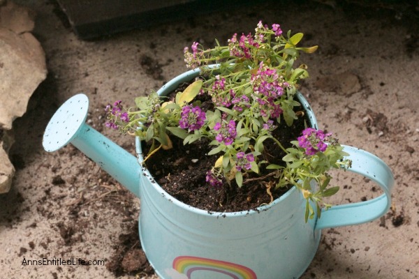 How to Make a Watering Can Planter. A watering can planter is such an adorable way to keep pretty flowers and fresh herbs nearby at all times. Make a collection of different watering cans for some added whimsy!