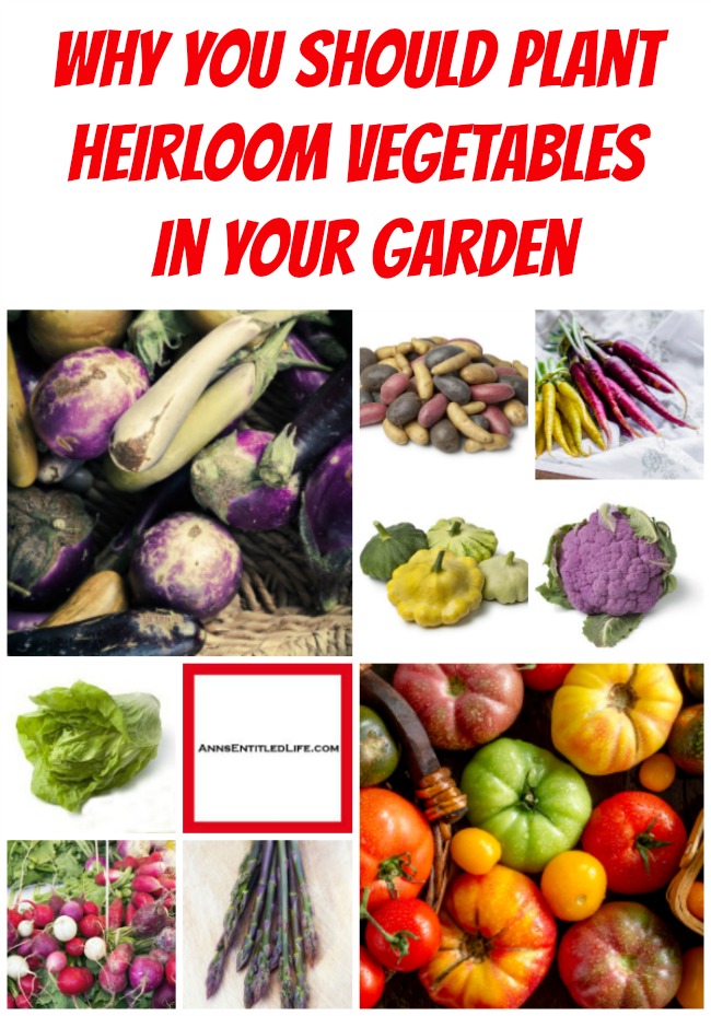 Why You Should Plant Heirloom Vegetables in Your Garden. An explanation (list) of the pros and cons of purchasing and growing heirloom vegetable plants and seeds, as well as where to purchase heirloom plants and heirloom seeds locally and online.