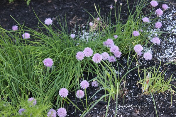 Chamomile growing in the ground