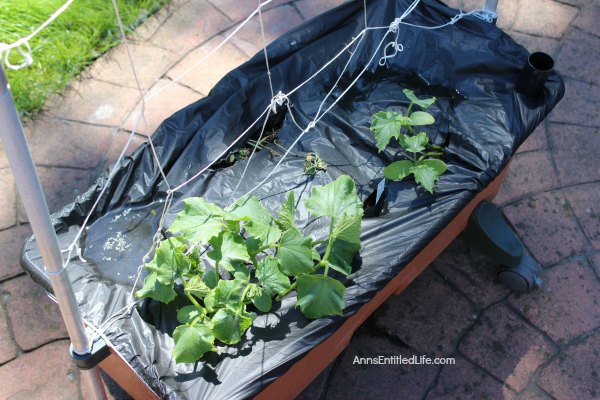 Spring Gardening. Spring planting, earth box planting, ground planting of fruits, vegetables and flowers for a wonderful and productive garden harvest.