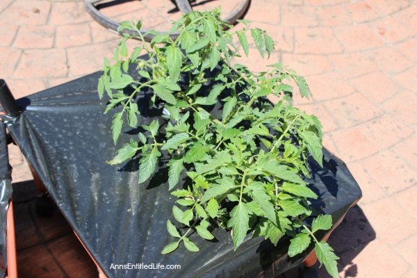 Spring Gardening. Spring planting, earth box planting, ground planting of fruits, vegetables and flowers for a wonderful and productive garden harvest.