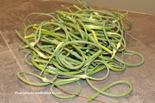 Simple Steps to Keep Your Vegetable Garden Producing! Make the most of your growing season with these simple tips! Easy, yet effective steps you can take to keep your home vegetable garden happy, and producing, all season long.