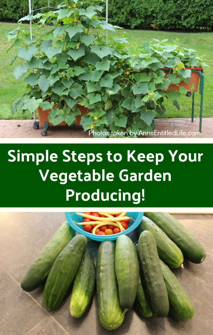 Simple Steps to Keep Your Vegetable Garden Producing! Make the most of your growing season with these simple tips! Easy, yet effective steps you can take to keep your home vegetable garden happy, and producing, all season long.