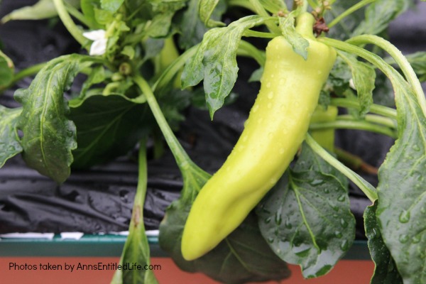 Summer Gardening. Summer gardening update of planted vegetables and flowers, hoping for a wonderful and productive garden harvest.