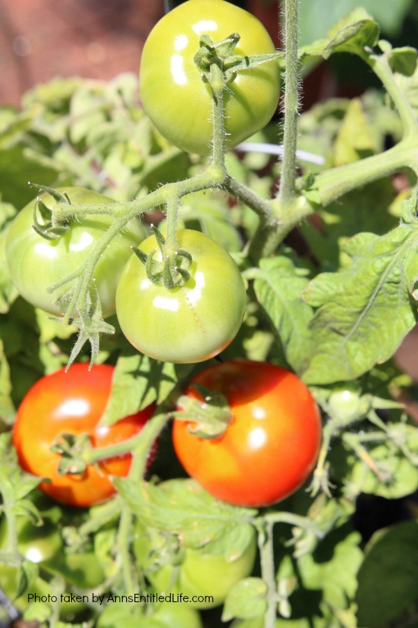 Summer Gardening. Summer gardening update of planted vegetables and flowers, hoping for a wonderful and productive garden harvest.