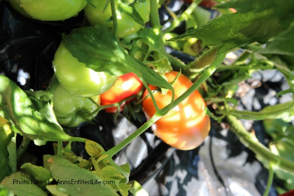 Summer Gardening. Summer gardening update of planted vegetables and flowers, hoping for a wonderful and productive garden harvest.