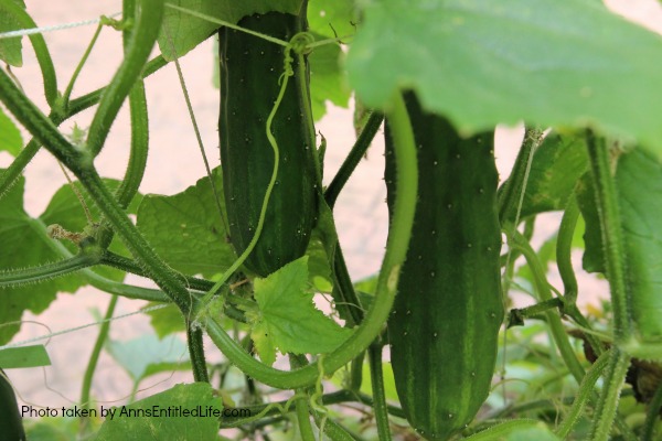 Summer Gardening. Summer gardening update of planted vegetables and flowers, hoping for a wonderful and productive garden harvest.