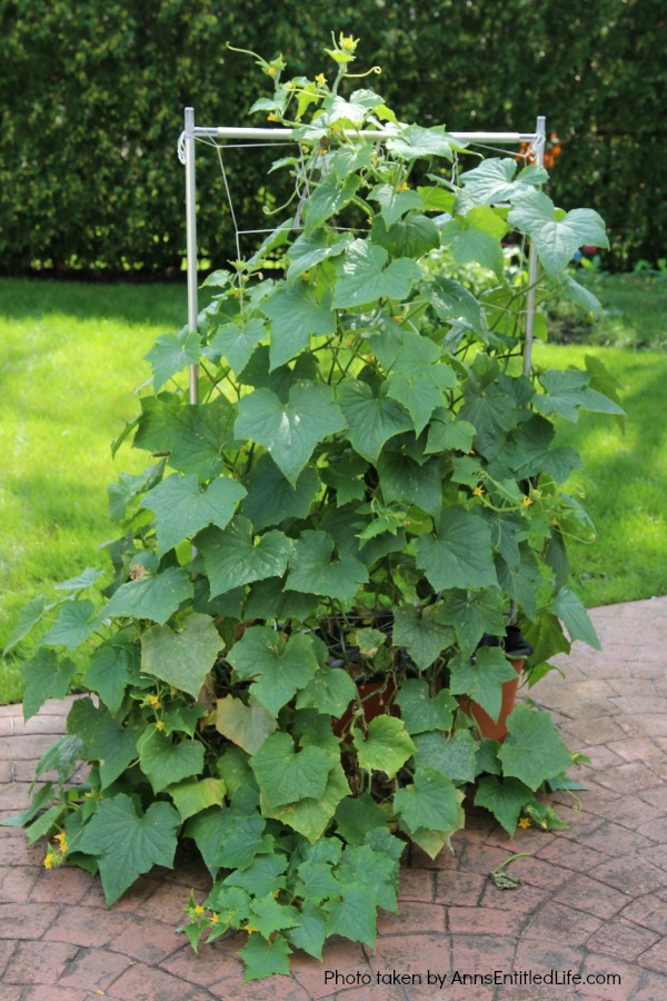 Summer Gardening. Summer gardening update of planted vegetables and flowers, hoping for a wonderful and productive garden harvest.