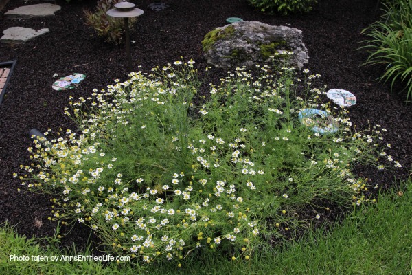 Summer Gardening. Summer gardening update of planted vegetables and flowers, hoping for a wonderful and productive garden harvest.