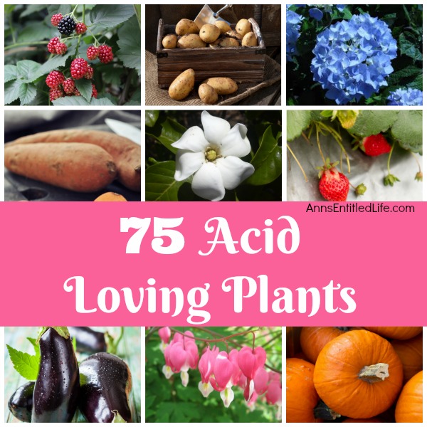 75 Acid Loving Plants. If you have acidic soil, you need plants that flourish within an acid soil environment. Flowers, vegetables, shrubs, and trees all have specific soil needs; these 75 acid loving plants are great choices for your gardening and landscaping needs.