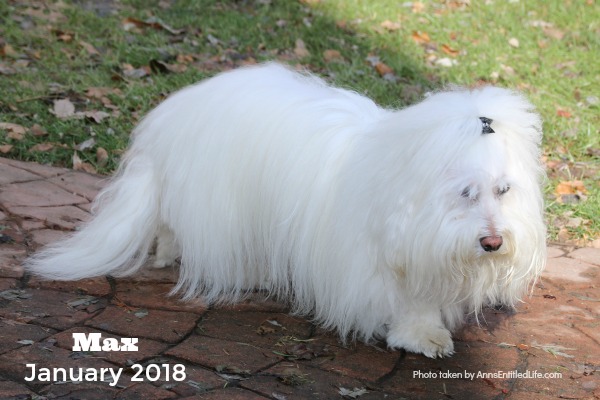 Max is Back to Chemo for His GME. Max's GME Update. This is an update of the chemotherapy protocol of our dog, Max who is battling Granulomatous meningoencephalomyelitis (GME). This is a canine disease where the white blood cells attack the central nervous system.