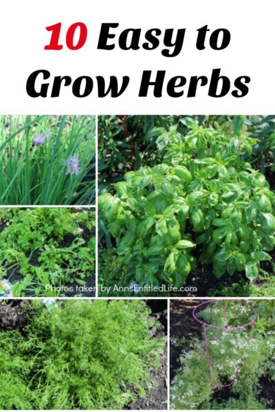 10 Easy to Grow Herbs