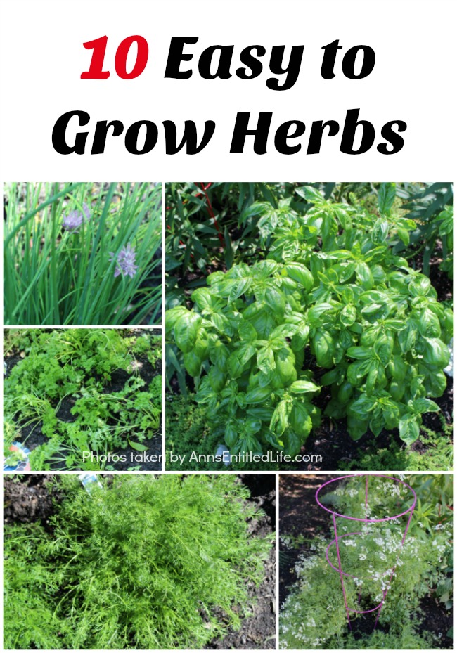 assortment of herbs in a collage