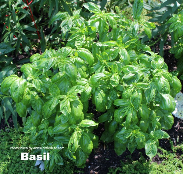 basil growing in the ground
