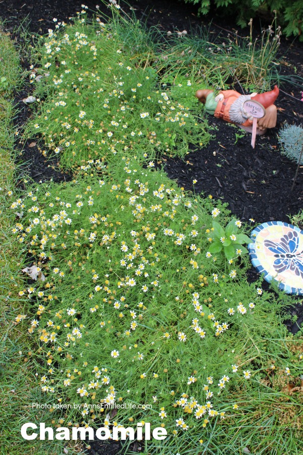 Chamomile growing in the ground