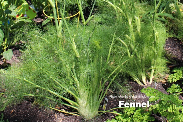 fennel growing in the ground