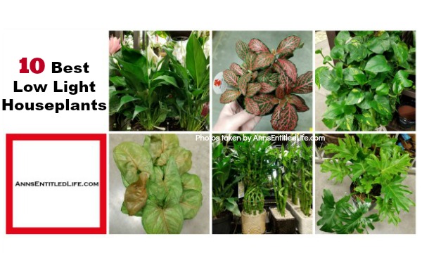 10 Best Low Light Houseplants