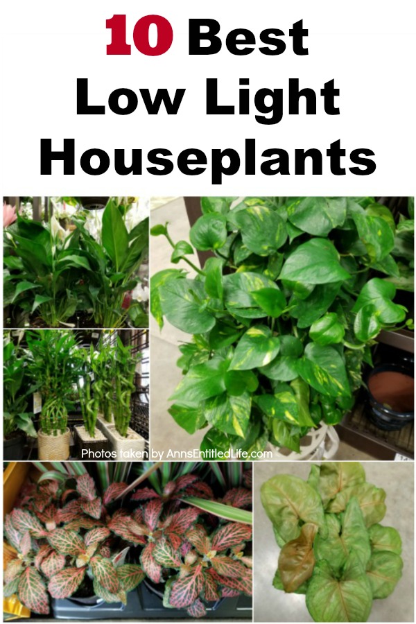 assortment of low light houseplants in a collage