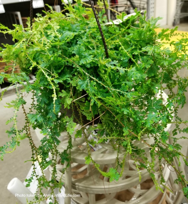 rainbow moss plant hanging basket