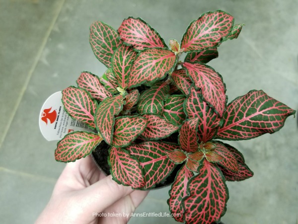 fittonia albivenis in pot