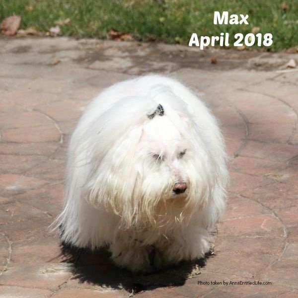 Chemo Round 4 For Max. Max's GME Update. This is an update of the chemotherapy protocol of our dog, Max who is battling Granulomatous meningoencephalomyelitis (GME). This is a canine disease where the white blood cells attack the central nervous system.