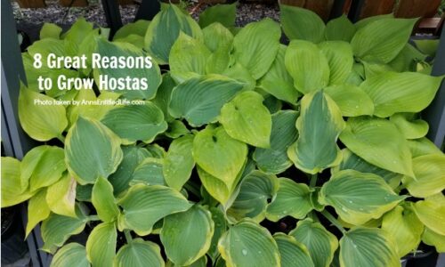 8 Great Reasons to Grow Hostas