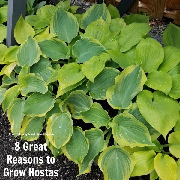 hosta plant