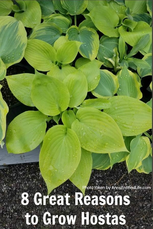 hosta plant