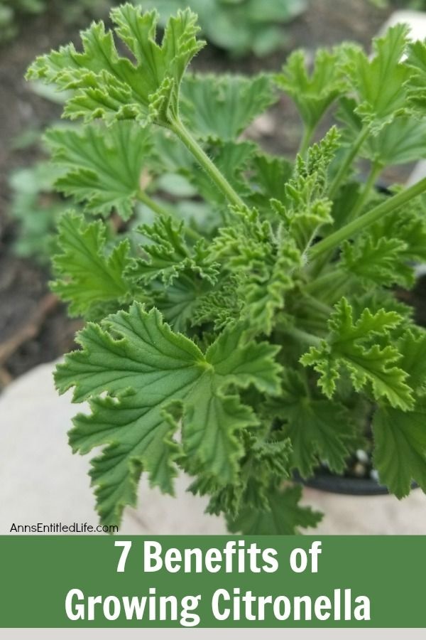 close-up of a citronella plant