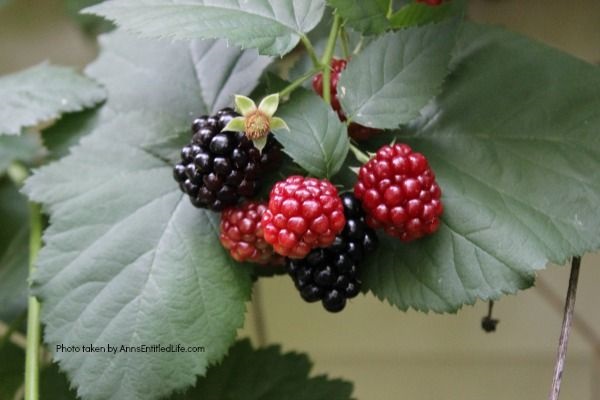 Easy Blackberry Margarita Recipe. This marvelous and easy to make blackberry margarita recipe is perfect for parties summer cocktail! Made with fresh blackberries, this frozen margarita recipe is one delicious adult beverage. This blackberry margarita is a superb summer cocktail. Try one tonight!