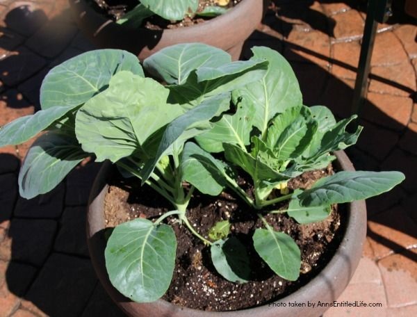 Spring Container Gardening. Experimenting with container gardening. Cabbage in a single pot.