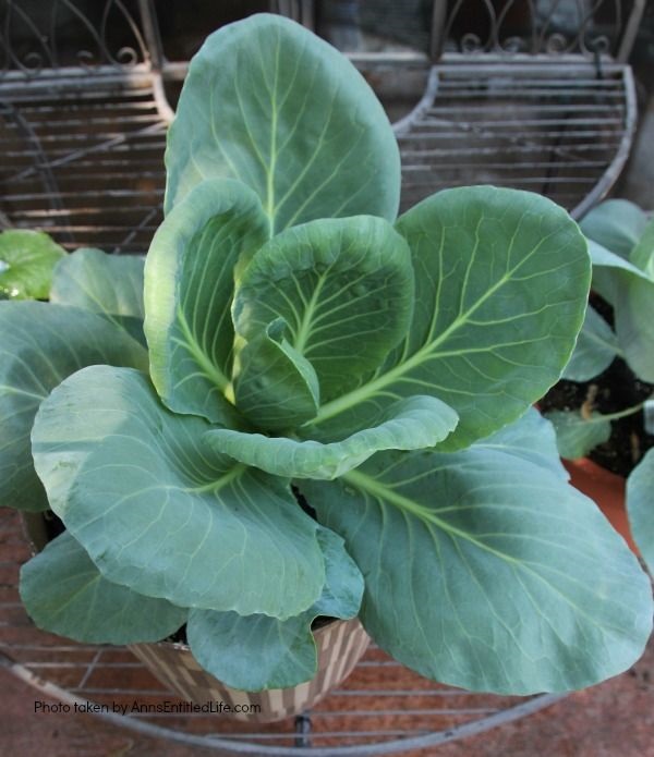 Spring Container Gardening. Experimenting with container gardening. Cabbage in a single pot.