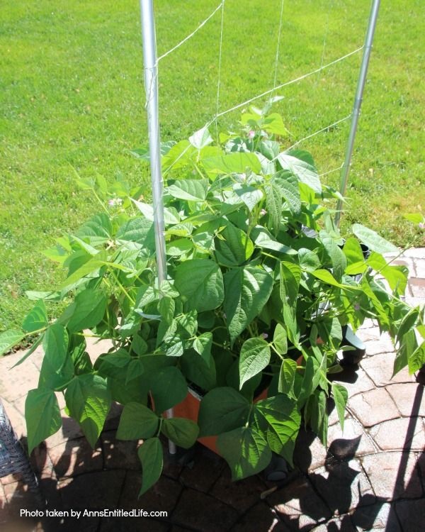 Spring Container Gardening. Experimenting with container gardening. Green beans growing in an earth box.