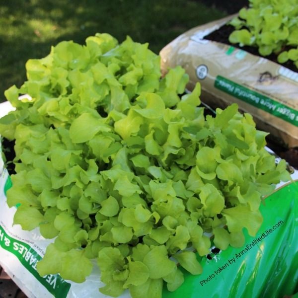 Spring Container Gardening. Experimenting with container gardening. Lettuce, spinach, mustard greens grown the same way.