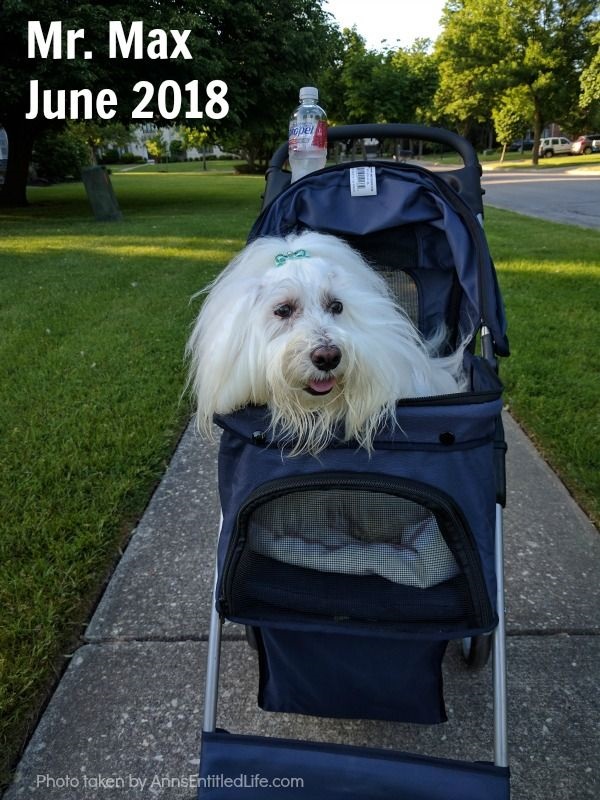 Chemo Round 5 For Max. Max's GME Update. This is an update of the chemotherapy protocol of our dog, Max who is battling Granulomatous meningoencephalomyelitis (GME). This is a canine disease where the white blood cells attack the central nervous system.